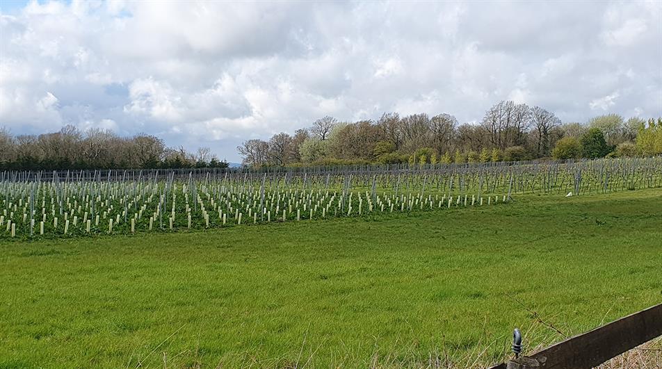 Vine planting